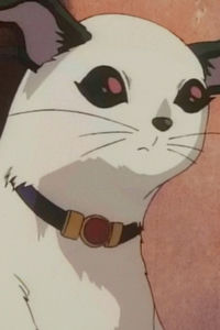Japolo