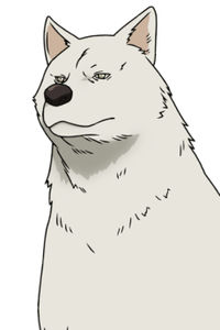 Inu