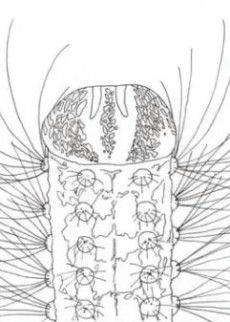 METAMORPHOSE
